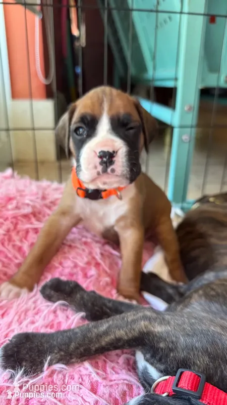 AKC Orange – Boxer puppy for sale in Miami, FL
