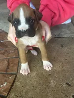 AKC Pink, a female Boxer for sale in Miami, FL – 8 of 8