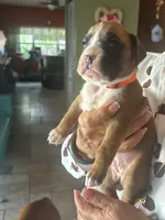 AKC Orange, a female Boxer for sale in Miami, FL – 7 of 7