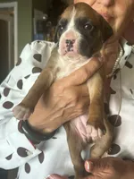 AKC Orange, a female Boxer for sale in Miami, FL – 4 of 7