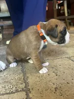 AKC Orange, a female Boxer for sale in Miami, FL – 5 of 7
