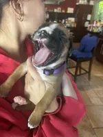 AKC Purple, a male Boxer for sale in Miami, FL – 6 of 7