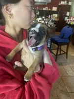 AKC Purple, a male Boxer for sale in Miami, FL – 3 of 7