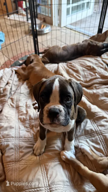 AKC Yellow – Boxer puppy for sale in Miami, FL