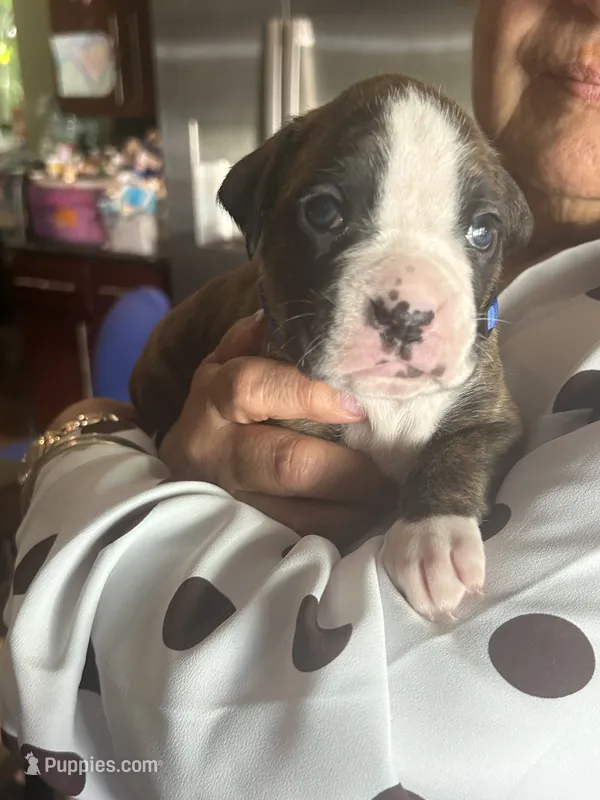 AKC Blue – Boxer puppy for sale in Miami, FL
