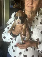 AKC Orange, a female Boxer for sale in Miami, FL – 6 of 7