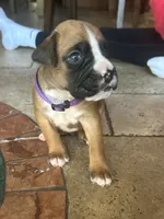 AKC Purple, a male Boxer for sale in Miami, FL – 5 of 7