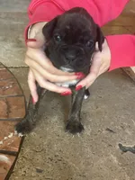Red, a female Boxer for sale in Miami, FL – 5 of 7