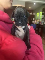 Red, a female Boxer for sale in Miami, FL – 3 of 7