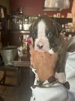AKC Blue, a male Boxer for sale in Miami, FL – 10 of 10