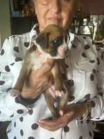 AKC Orange, a female Boxer for sale in Miami, FL – 2 of 7