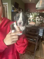 AKC Yellow, a female Boxer for sale in Miami, FL – 8 of 8
