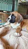 AKC Orange, a female Boxer for sale in Miami, FL – 3 of 7