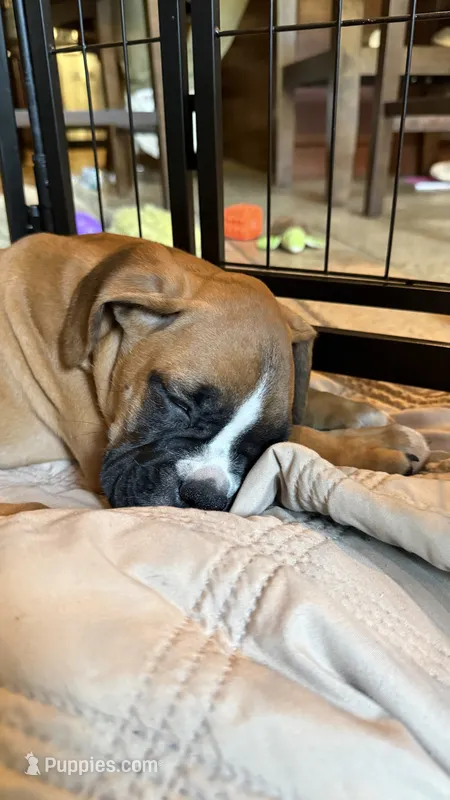 AKC Purple – Boxer puppy for sale in Miami, FL