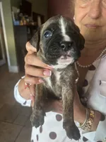 AKC Green , a male Boxer for sale in Miami, FL – 4 of 6