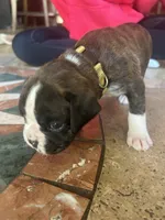 AKC Yellow, a female Boxer for sale in Miami, FL – 5 of 8