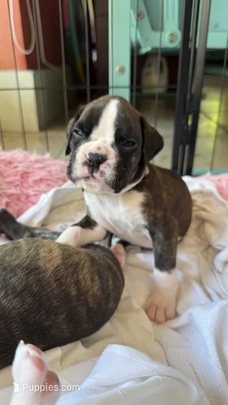AKC Yellow – Boxer puppy for sale in Miami, FL