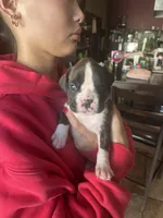 AKC Yellow, a female Boxer for sale in Miami, FL – 6 of 8