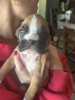 AKC Pink, a female Boxer for sale in Miami, FL – 3 of 8