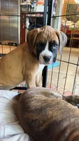 AKC Orange, a female Boxer for sale in Miami, FL – 1 of 7
