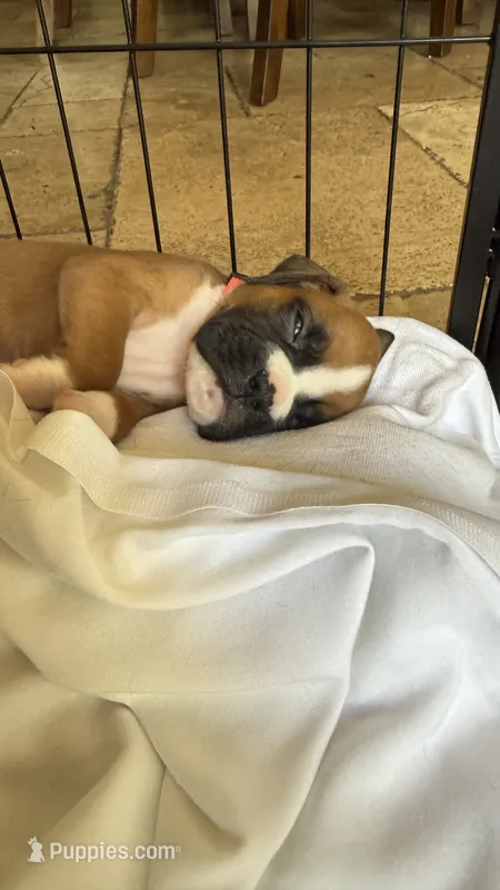 AKC Pink – Boxer puppy on hold in Miami, FL