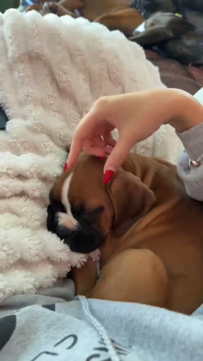AKC Pink, a female Boxer for sale in Miami, FL – 3 of 3