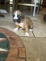 AKC Pink, a female Boxer for sale in Miami, FL – 2 of 8