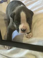 AKC Blue, a male Boxer for sale in Miami, FL – 7 of 10