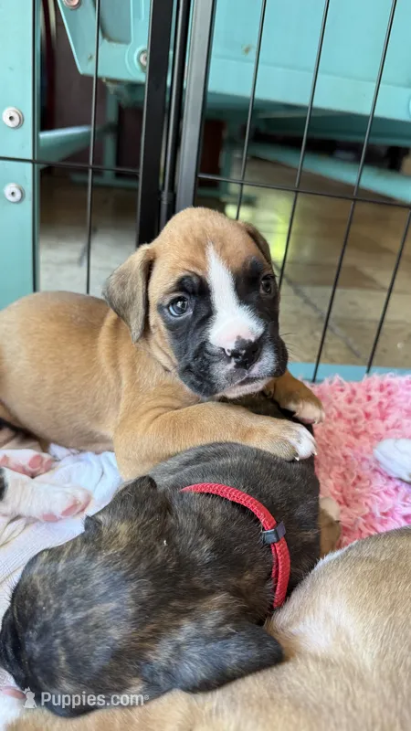 AKC Purple – Boxer puppy for sale in Miami, FL