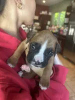 AKC Purple, a male Boxer for sale in Miami, FL – 2 of 7