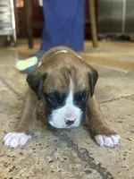 AKC Orange, a female Boxer for sale in Miami, FL – 3 of 7