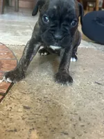 Red, a female Boxer for sale in Miami, FL – 7 of 7