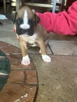 AKC Pink, a female Boxer for sale in Miami, FL – 6 of 8