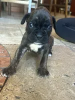 Red, a female Boxer for sale in Miami, FL – 2 of 7