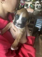 AKC Purple, a male Boxer for sale in Miami, FL – 7 of 7