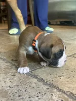 AKC Orange, a female Boxer for sale in Miami, FL – 1 of 7