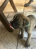 AKC Green , a male Boxer for sale in Miami, FL – 2 of 6