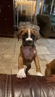AKC Pink, a female Boxer for sale in Miami, FL – 2 of 3