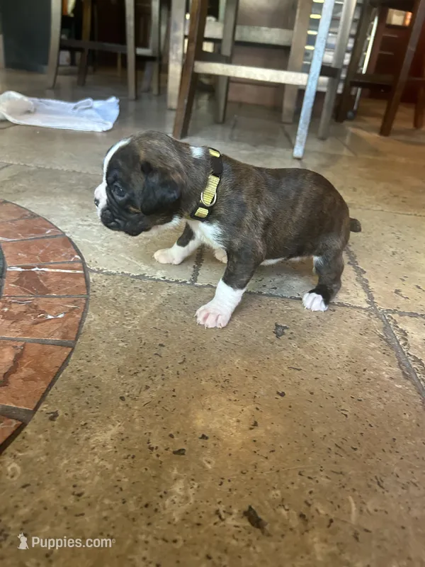 AKC Yellow – Boxer puppy for sale in Miami, FL