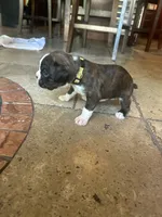 AKC Yellow, a female Boxer for sale in Miami, FL – 1 of 8