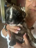 AKC Green , a male Boxer for sale in Miami, FL – 6 of 6