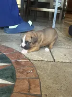 AKC Pink, a female Boxer for sale in Miami, FL – 5 of 8