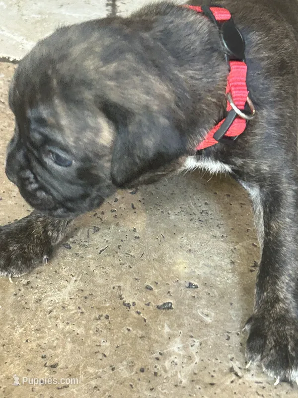 Red – Boxer puppy on hold in Miami, FL