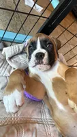 AKC Orange, a female Boxer for sale in Miami, FL – 2 of 7