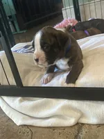 AKC Blue, a male Boxer for sale in Miami, FL – 6 of 10