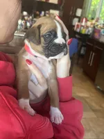 AKC Pink, a female Boxer for sale in Miami, FL – 4 of 8