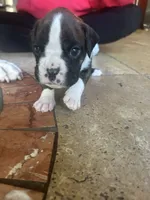 AKC Yellow, a female Boxer for sale in Miami, FL – 4 of 8