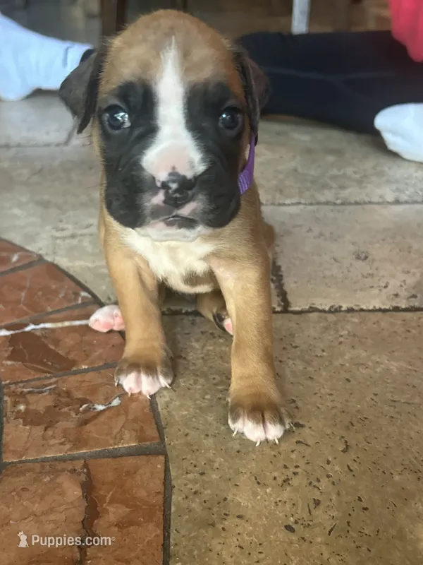 AKC Purple – Boxer puppy for sale in Miami, FL
