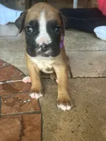 AKC Purple, a male Boxer for sale in Miami, FL – 1 of 7