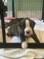 AKC Blue, a male Boxer for sale in Miami, FL – 3 of 10